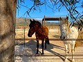 Beautiful Rural House with Pool in Pinoso in Alicante Dream Homes API 1122