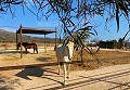 Beautiful Rural House with Pool in Pinoso in Alicante Dream Homes API 1122