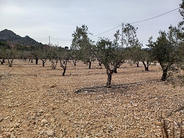 Terreno en Venta  con olivos en La Romana.