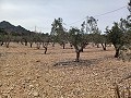 Terrain à vendre avec des oliviers à La Romana. in Alicante Dream Homes API 1122