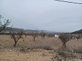 Terrain à vendre avec des oliviers à La Romana. in Alicante Dream Homes API 1122