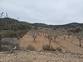 Terrain à vendre avec des oliviers à La Romana. in Alicante Dream Homes API 1122