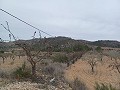 Terrain à vendre avec des oliviers à La Romana. in Alicante Dream Homes API 1122