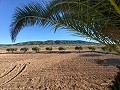 Hermosa casa de campo en Yecla in Alicante Dream Homes API 1122