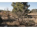 2 Bed 1 Bath Country house for sale in Lel, Pinoso. in Alicante Dream Homes API 1122