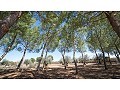 Atemberaubend Villa mit 6 Schlafzimmern und 4 Bädern in Yecla. in Alicante Dream Homes API 1122