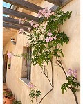 Belle maison de campagne de 5 chambres et 4/5 salles de bain à Raspay. in Alicante Dream Homes API 1122