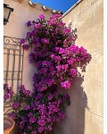 Belle maison de campagne de 5 chambres et 4/5 salles de bain à Raspay. in Alicante Dream Homes API 1122
