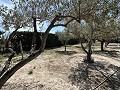 Finca mit 2 Schlafzimmern und 1 Bad zum Verkauf in La Romana. in Alicante Dream Homes API 1122