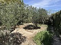Finca mit 2 Schlafzimmern und 1 Bad zum Verkauf in La Romana. in Alicante Dream Homes API 1122