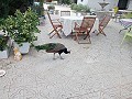 Belle villa de 5 chambres et 1 salle de bain près de la ville de Sax in Alicante Dream Homes API 1122