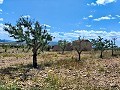 Ruine in Pinoso mit genügend Land zum Bau einer neuen Immobilie in Alicante Dream Homes API 1122