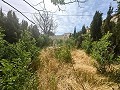 Wonderful Cave House with 344 sqm Land just 10 minutes from Pinoso in Alicante Dream Homes API 1122