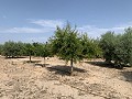 Villa met privézwembad, 3 slaapkamers, aparte garage en olijfbomen in Alicante Dream Homes API 1122