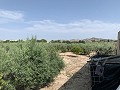 Villa met privézwembad, 3 slaapkamers, aparte garage en olijfbomen in Alicante Dream Homes API 1122