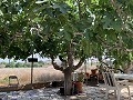 Villa met privézwembad, 3 slaapkamers, aparte garage en olijfbomen in Alicante Dream Homes API 1122