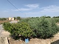 Villa met privézwembad, 3 slaapkamers, aparte garage en olijfbomen in Alicante Dream Homes API 1122