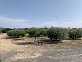 Villa met privézwembad, 3 slaapkamers, aparte garage en olijfbomen in Alicante Dream Homes API 1122