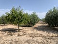 Villa met privézwembad, 3 slaapkamers, aparte garage en olijfbomen in Alicante Dream Homes API 1122