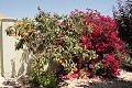Lovely 3 Bed 2 Bath Villa in Abanilla. in Alicante Dream Homes API 1122