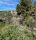 Pretty Country Home in Alicante Dream Homes API 1122