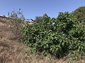 Reihenhaus mit 3 Schlafzimmern, Terrasse, Garage und Garten in Alicante Dream Homes API 1122