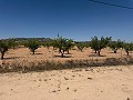 Prachtige villa met 3 slaapkamers en 2 badkamers in Pinoso. in Alicante Dream Homes API 1122