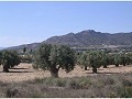 Se vende terreno en (Rincon Del Moro.) Sax  in Alicante Dream Homes API 1122