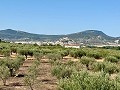 Villa de 3 chambres parfaite pour les amoureux des chevaux in Alicante Dream Homes API 1122