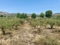 Villa de 3 chambres parfaite pour les amoureux des chevaux in Alicante Dream Homes API 1122