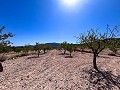 Great opportunity in El Xinorlet: house to renovate with cave and land in Alicante Dream Homes API 1122