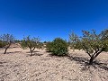 Great opportunity in El Xinorlet: house to renovate with cave and land in Alicante Dream Homes API 1122