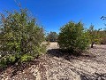 Great opportunity in El Xinorlet: house to renovate with cave and land in Alicante Dream Homes API 1122