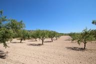 Country house with 100.000M2 olives and Almonds in Alicante Dream Homes API 1122