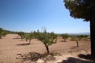 Country house with 100.000M2 olives and Almonds in Alicante Dream Homes API 1122
