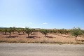 Terrain constructible avec amandiers in Alicante Dream Homes API 1122