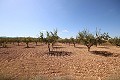 Terrain constructible avec amandiers in Alicante Dream Homes API 1122