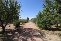 Chalet independiente con nave industrial cerca de Monovar y Pinoso in Alicante Dream Homes API 1122