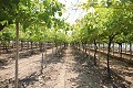 Grande maison de campagne avec commerce de marbre et plantation de raisin in Alicante Dream Homes API 1122