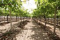 Grande maison de campagne avec commerce de marbre et plantation de raisin in Alicante Dream Homes API 1122
