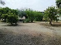 Lovely Villa in Ricabacica, Abanilla + olive grove in Partidor in Alicante Dream Homes API 1122