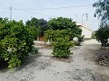 Lovely Villa in Ricabacica, Abanilla + olive grove in Partidor in Alicante Dream Homes API 1122