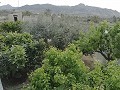 Lovely Villa in Ricabacica, Abanilla + olive grove in Partidor in Alicante Dream Homes API 1122