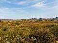 Lovely Villa in Ricabacica, Abanilla + olive grove in Partidor in Alicante Dream Homes API 1122