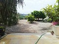 Lovely Villa in Ricabacica, Abanilla + olive grove in Partidor in Alicante Dream Homes API 1122