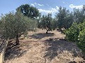 House to Reform in Caudete in Alicante Dream Homes API 1122