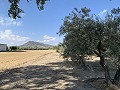 House to Reform in Caudete in Alicante Dream Homes API 1122