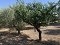 House to Reform in Caudete in Alicante Dream Homes API 1122