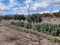 Semi-detached country house in La Romana in Alicante Dream Homes API 1122