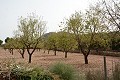 Finca antigua completamente renovada con piscina y bodega original in Alicante Dream Homes API 1122